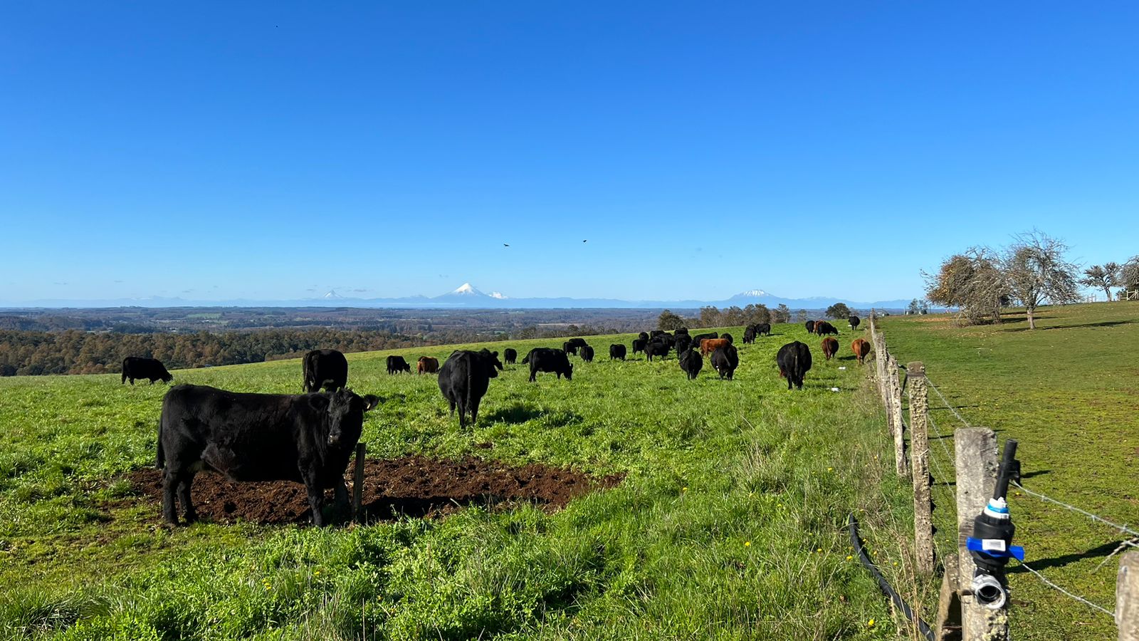 11 200 000 000 13 Fundo Región de Los Lagos