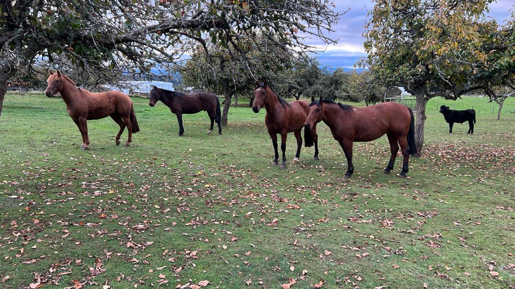 11 200 000 000 15 Fundo Región de Los Lagos