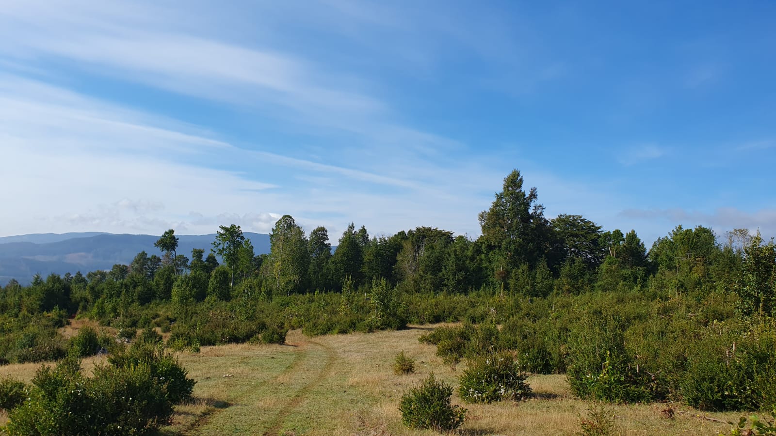 ¡Tres hectáreas a $45.000.000.- en la Región de Los Ríos!